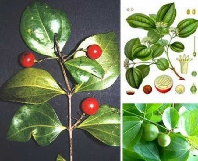 烘干機(jī)廠：馬錢子種植技術(shù)及管理